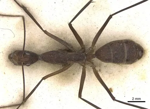Camponotus etiolipes - CASENT0906923