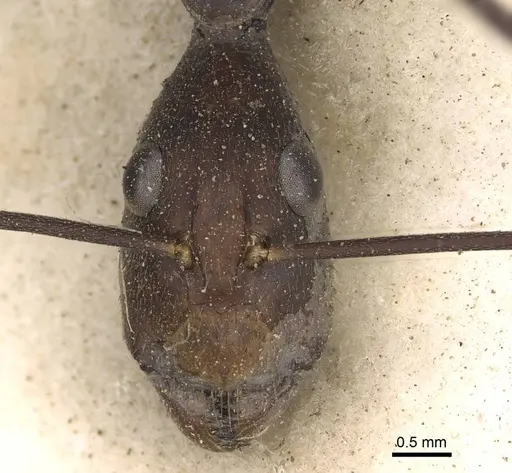 Camponotus etiolipes - CASENT0906923