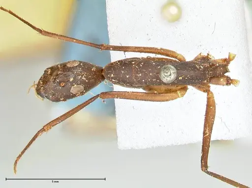 Camponotus etiolipes - FOCOL2372