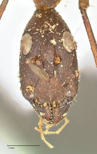 Camponotus etiolipes - FOCOL2372