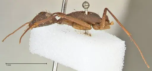 Camponotus etiolipes - FOCOL2372