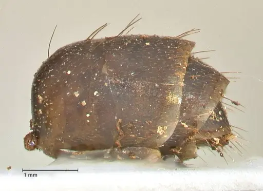 Camponotus etiolipes - FOCOL2372