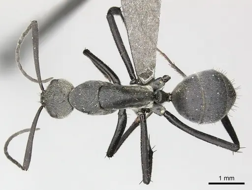 Camponotus eugeniae specimen