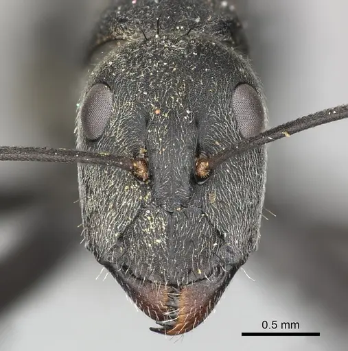 Camponotus eugeniae specimen