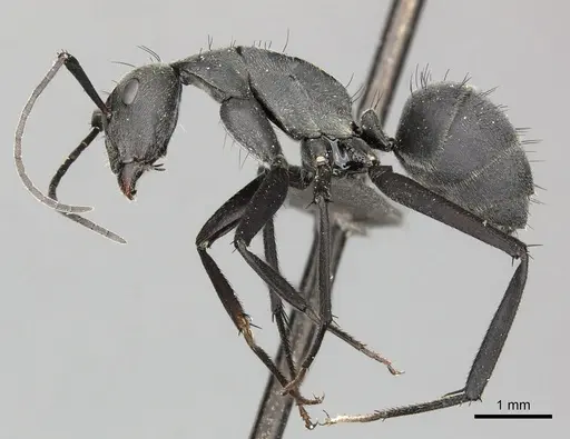 Camponotus eugeniae specimen