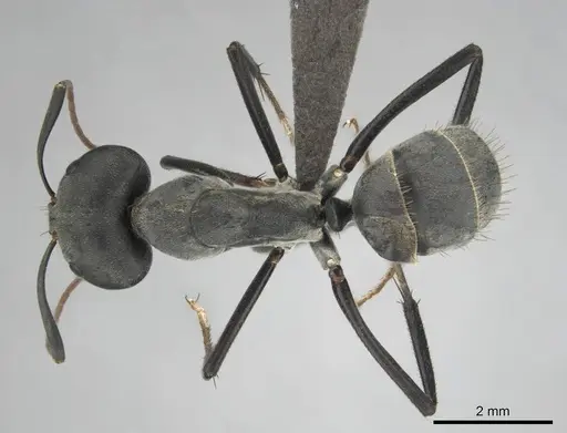 Camponotus eugeniae - CASENT0254075