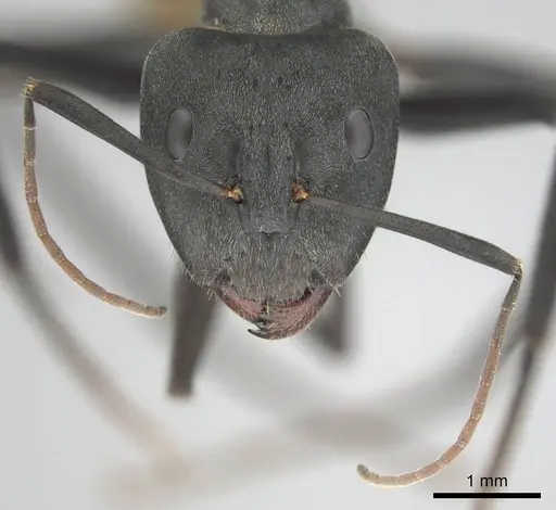 Camponotus eugeniae - CASENT0254075