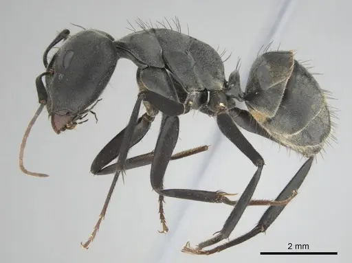 Camponotus eugeniae - CASENT0254075