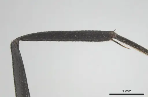 Camponotus eugeniae - CASENT0254075