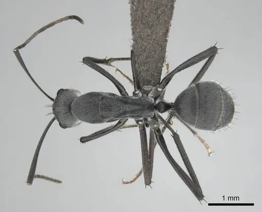 Camponotus eugeniae - CASENT0255992