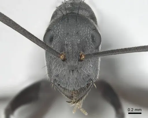 Camponotus eugeniae - CASENT0255992