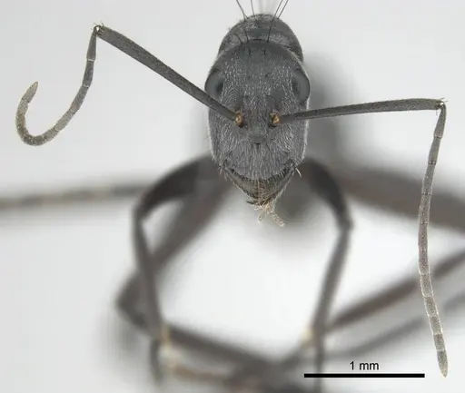 Camponotus eugeniae - CASENT0255992