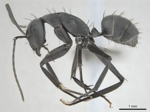 Camponotus eugeniae - CASENT0255992