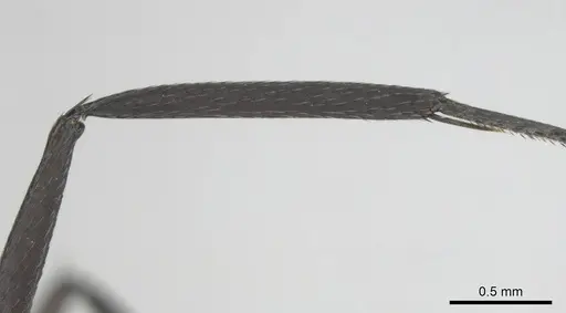 Camponotus eugeniae - CASENT0255992