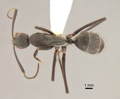 Camponotus eugeniae - CASENT0811282