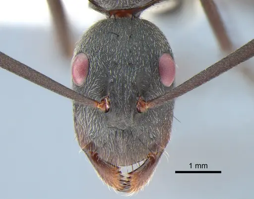 Camponotus eugeniae - CASENT0811282