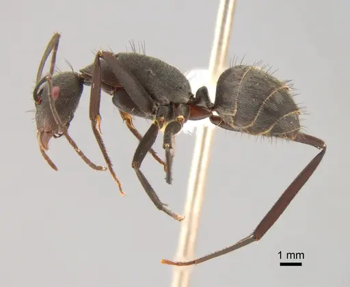 Camponotus eugeniae - CASENT0811282