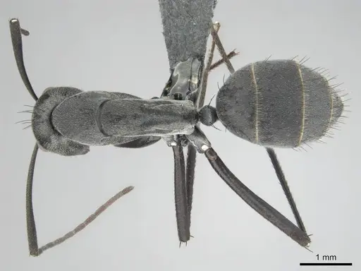 Camponotus eugeniae - CASENT0814427