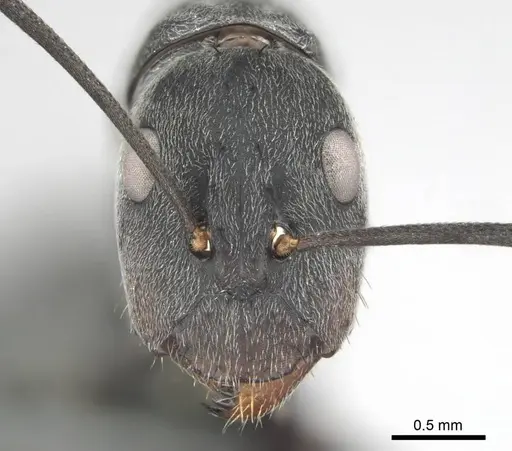 Camponotus eugeniae - CASENT0814427