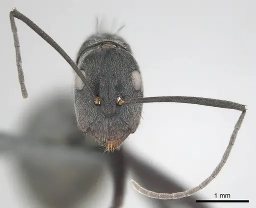 Camponotus eugeniae - CASENT0814427