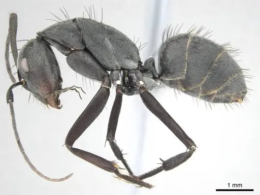 Camponotus eugeniae - CASENT0814427