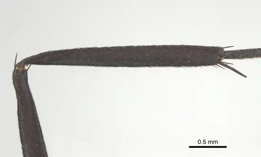 Camponotus eugeniae - CASENT0814427