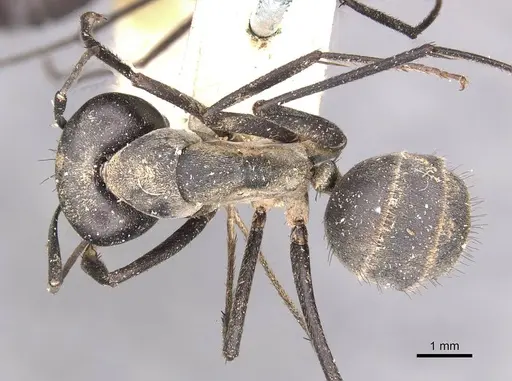 Camponotus eugeniae - CASENT0910316