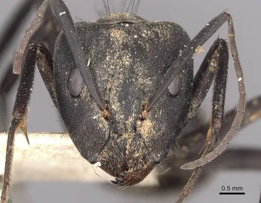 Camponotus eugeniae - CASENT0910316