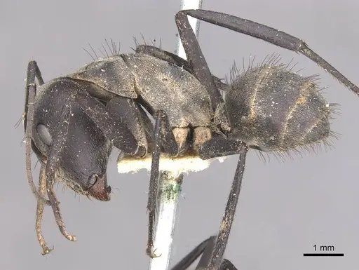 Camponotus eugeniae - CASENT0910316