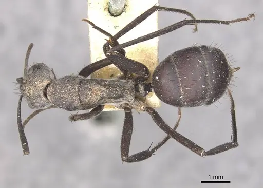 Camponotus eugeniae - CASENT0910317