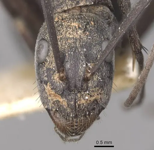 Camponotus eugeniae - CASENT0910317