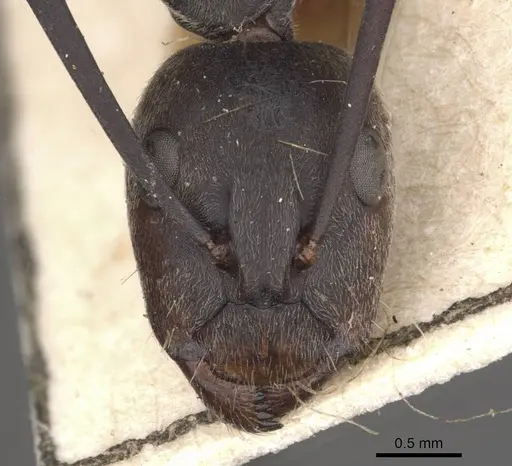 Camponotus eugeniae - CASENT0910318
