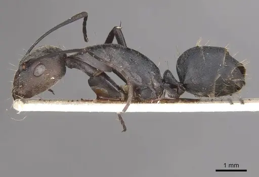 Camponotus eugeniae - CASENT0910318