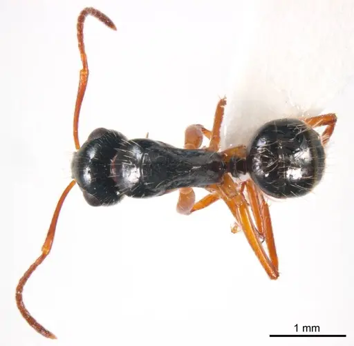 Camponotus evae specimen