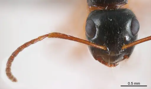 Camponotus evae specimen