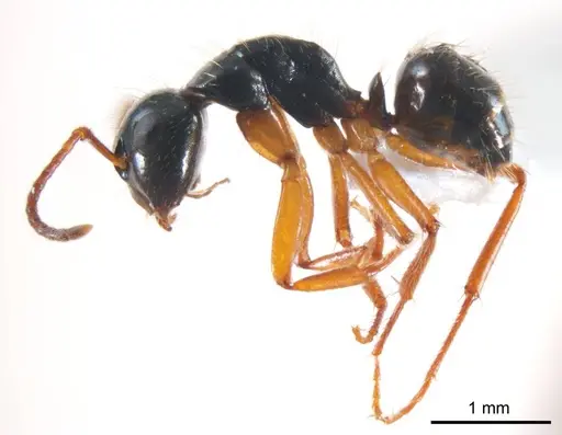Camponotus evae - ANTWEB1008619