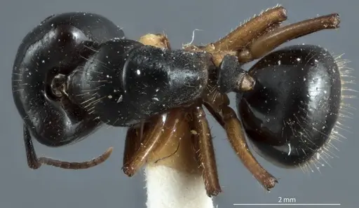 Camponotus evae - ANTWEB1041162