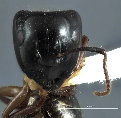 Camponotus evae - ANTWEB1041162