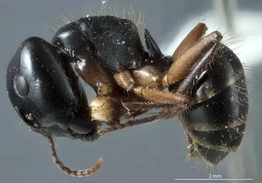 Camponotus evae - ANTWEB1041162