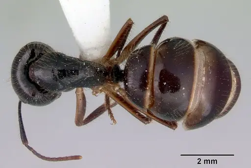 Camponotus evae - CASENT0172145