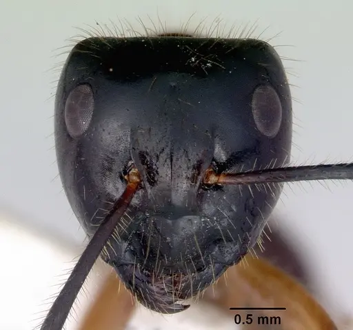 Camponotus evae - CASENT0172145