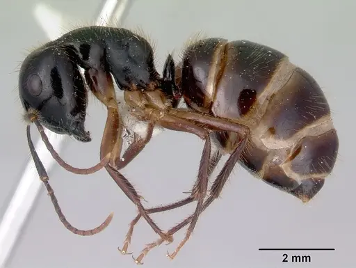 Camponotus evae - CASENT0172145