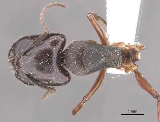 Camponotus evae - CASENT0910376