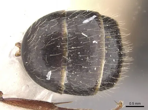 Camponotus evae - CASENT0910376