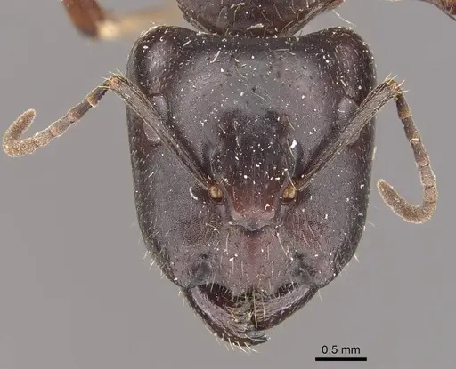 Camponotus evae - CASENT0910376