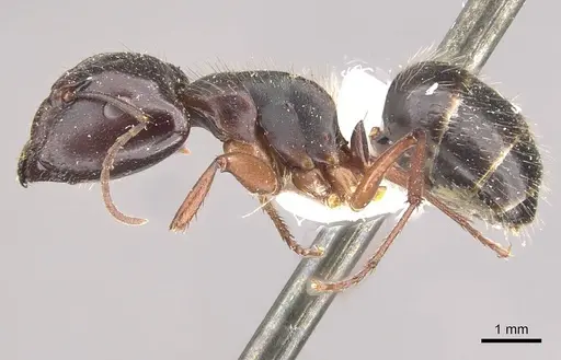 Camponotus evae - CASENT0910376