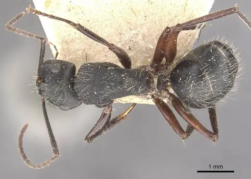 Camponotus evae - CASENT0910377