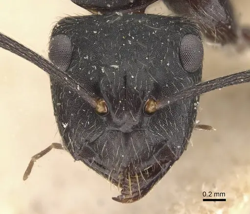 Camponotus evae - CASENT0910377