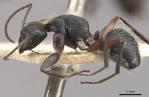 Camponotus evae - CASENT0910377