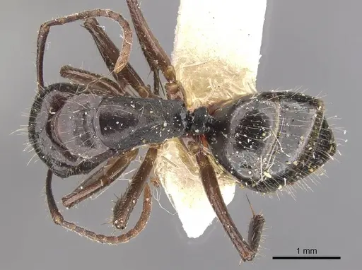 Camponotus evae - CASENT0910378